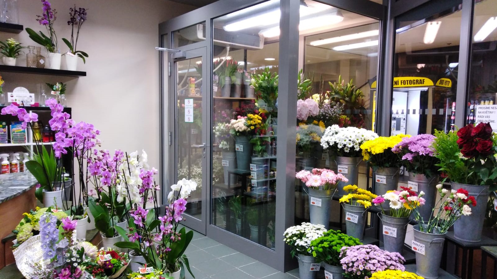 Holandské květiny Dornych Brno