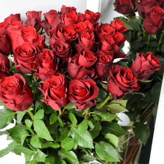 Vše, co jste chtěli vědět o růžích!