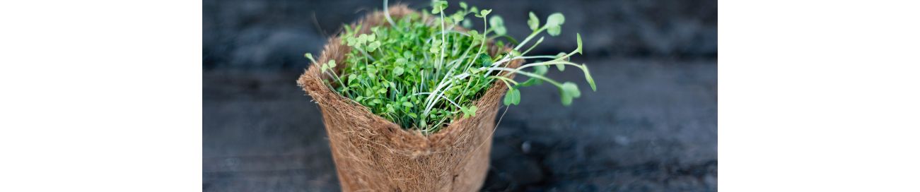 Kúzlo mikrozeleniny a klíčkov pre hormonálnu rovnováhu ⚖️