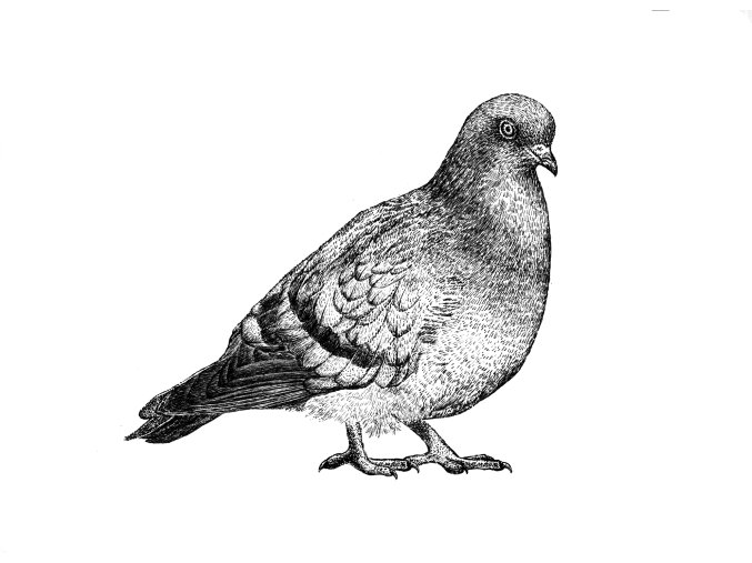 pigeon bw (1)