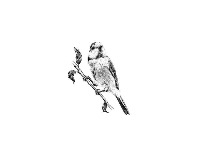 bird2