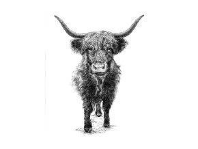 cow new