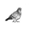 pigeon bw (1)