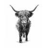 cow new
