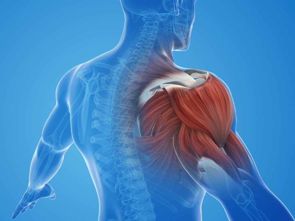 Typy svalových kontrakcí: jak lépe porozumět svalové práci při tréninku