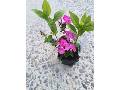 Plaménka latnatá, flox 'Famous Purple'