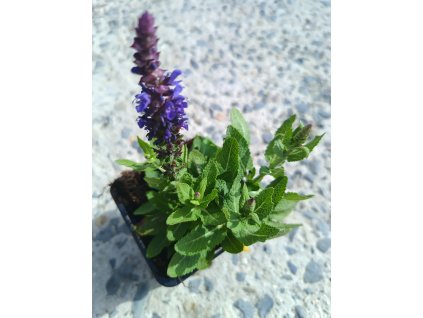 Šalvěj hajní ´Sensation ® Compact Violet´