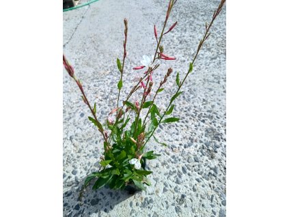 Svíčkovec, gaura lindheimerova "Gaudi medium White"