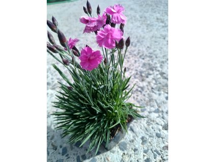 Hvozdík zahradní 'Dinetta Soft Pink"