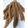 Senegalské proso žluté v klasech FAUNA