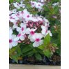 Phlox paniculata ´Famous White with Eye´
