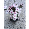 Phlox paniculata ´Famous White with Eye´