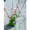 Svíčkovec, gaura lindheimerova "Gaudi medium White"