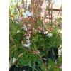Svíčkovec, gaura lindheimerova "Gaudi medium White"