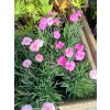 Hvozdík zahradní 'Dinetta Soft Pink"