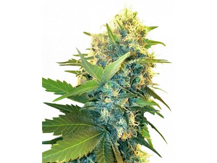 double kush cake feminized xl