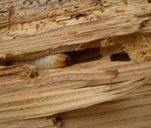 Holzschädlinge