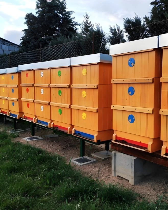 Die Bienenstöcke auf diesem Foto sind mit der Dickschichtlasur Belinka Toplasur UV Plus im Farbton Kiefer behandelt, der...