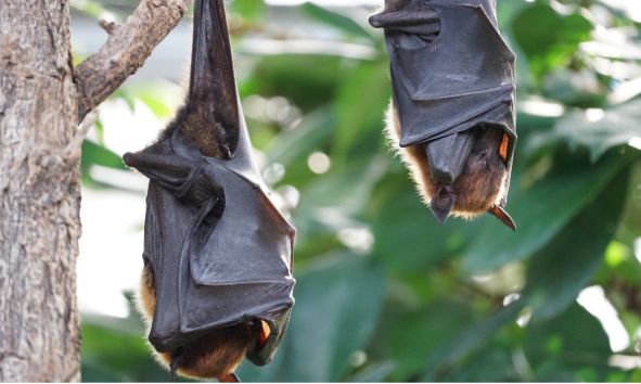 Bydlí s námi Batman: Aneb netopýr jako nejlepší zahradní pomocník