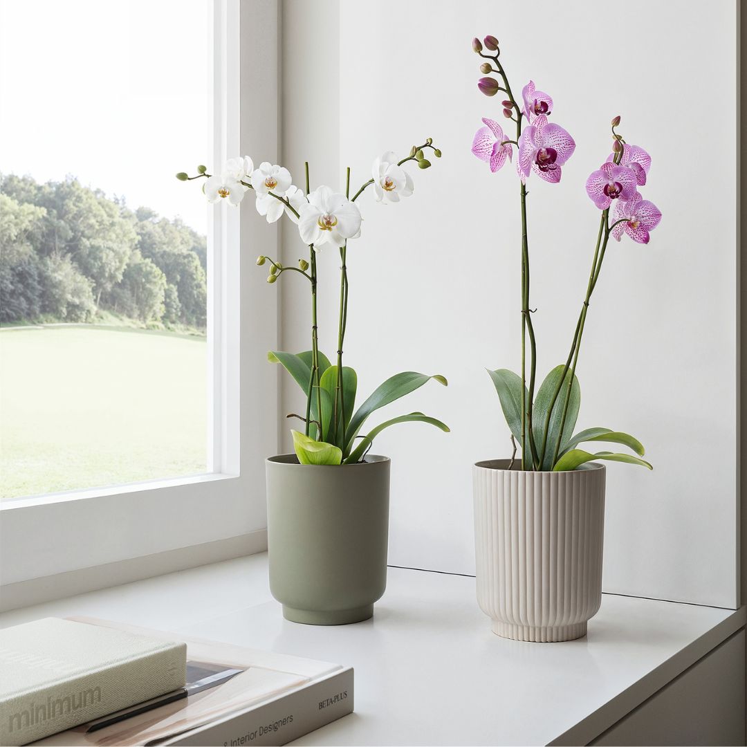 Orchidey