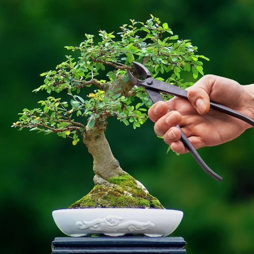 Bonsai