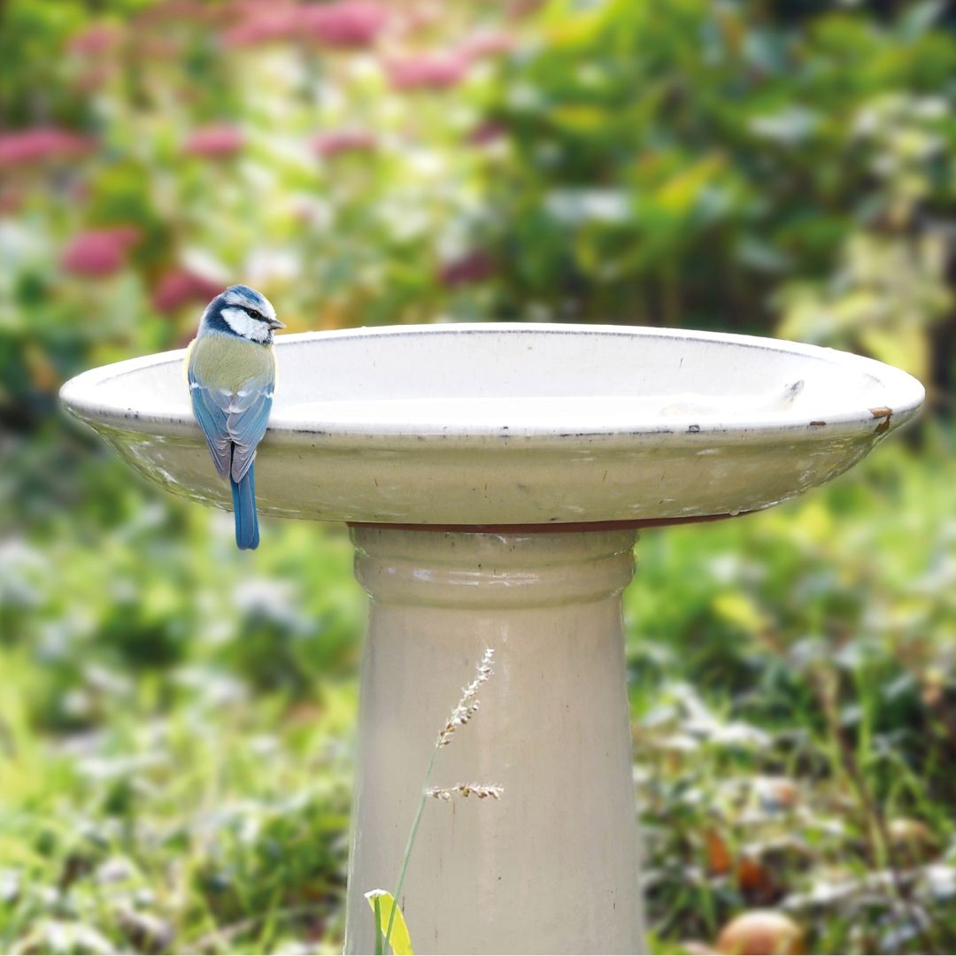 Pítko pre vtáčiky