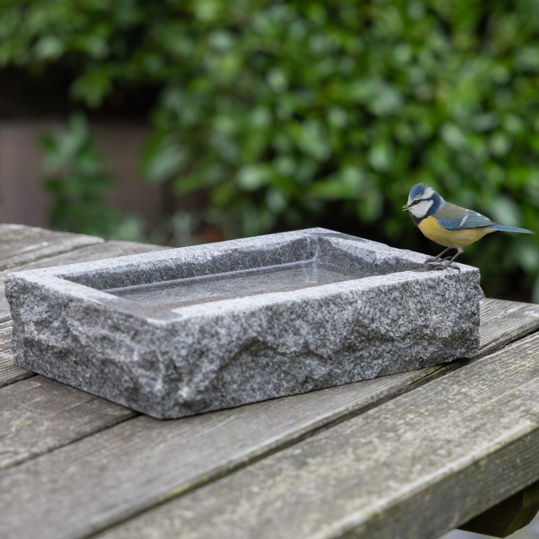 Vtáčiky pri kŕmidle