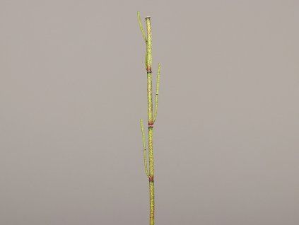 ZDP 52757 01
