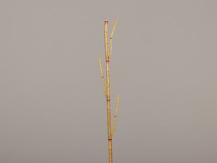 ZDP 52757 11