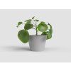 ZAP 832990 001