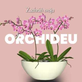 🌸Máš doma orchideu… a ona má teba úplne na háku? 🌸😄 Nekvitne, smutne stojí a ty premýšľaš, čo robíš zle. Dobrá správa?...