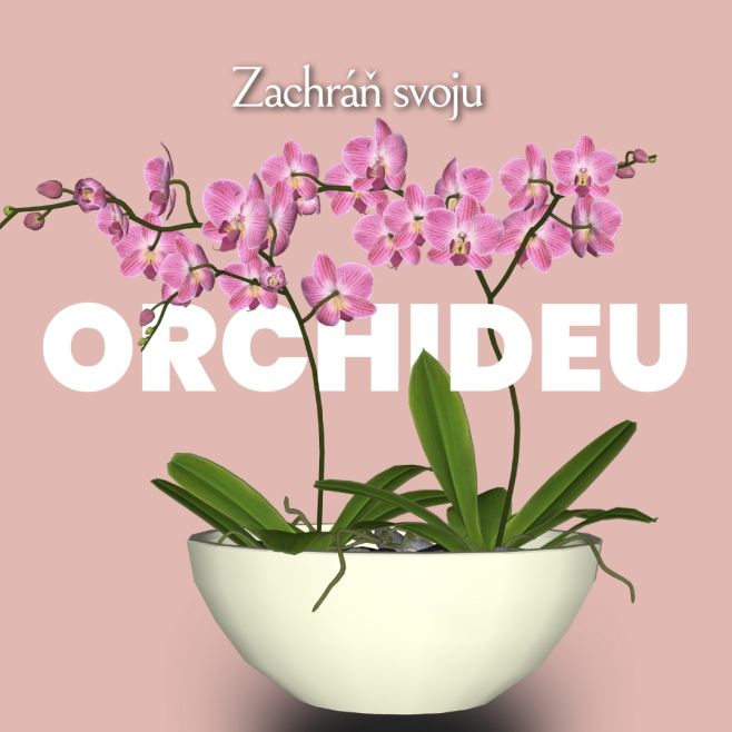 🌸Máš doma orchideu… a ona má teba úplne na háku? 🌸😄 Nekvitne, smutne stojí a ty premýšľaš, čo robíš zle. Dobrá správa?...