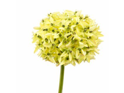 ChatGPT Image 18. 2. 2026, 21 49 29