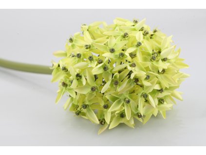 15652 15652 1 15652 42957 01 allium zelene 70cm pr 19cm