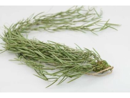 6106 6106 6106 54937 sukulent zavesny 90cm