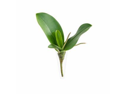 ChatGPT Image 25. 2. 2026, 20 04 48