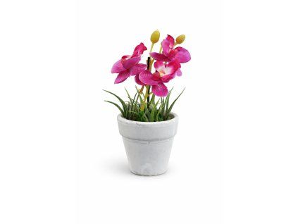 ChatGPT Image 25. 2. 2026, 19 21 10