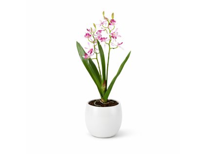 ChatGPT Image 23. 2. 2026, 21 02 27