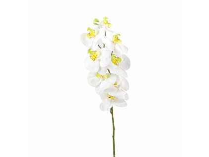 ChatGPT Image 19. 2. 2026, 20 01 12