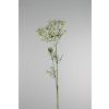 15196 15196 15196 768069 heracleum biely 95cm