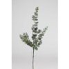 15580 15580 1 15580 779842 eucalyptus cinarea zeleny 79cm