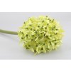 15652 15652 1 15652 42957 01 allium zelene 70cm pr 19cm