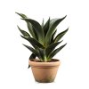 7351 7351 7351 kaktus agave 70cm