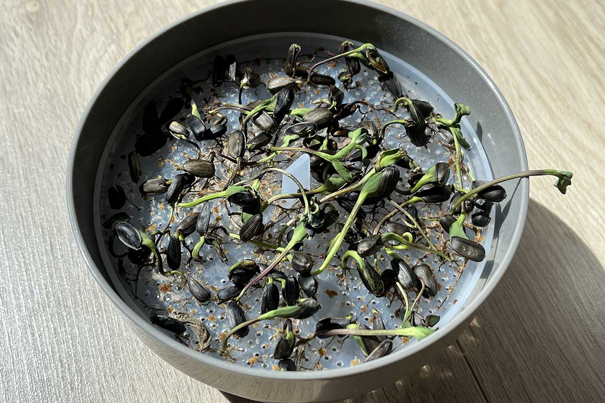 Proč se nedaří microgreens? Nejčastější chyby a jak se jim vyhnout