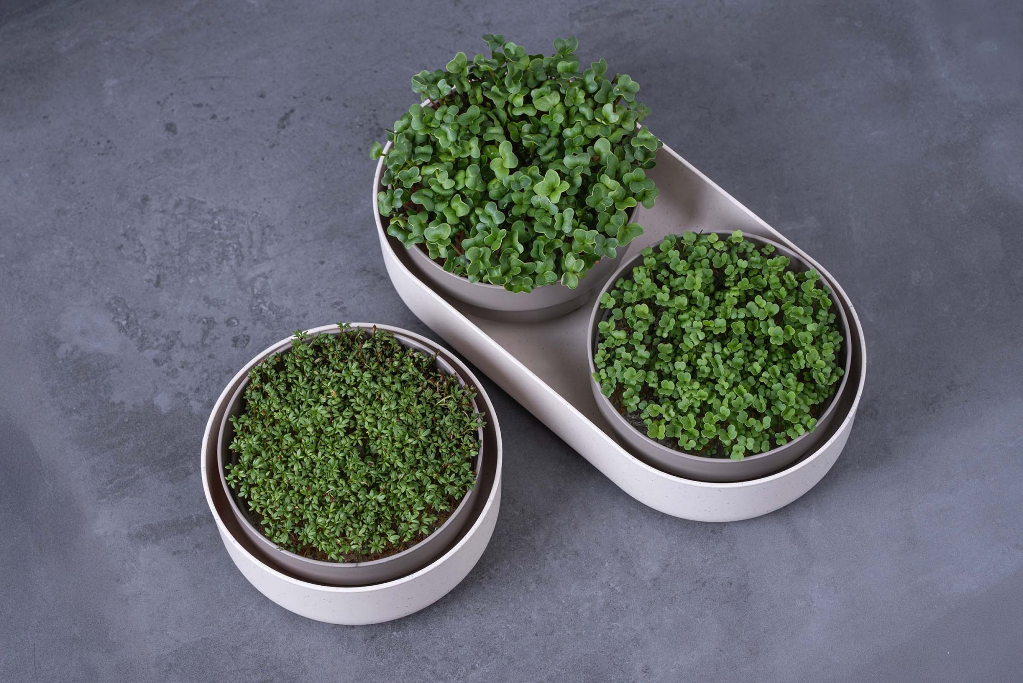 Microgreens pro začátečníky: Jak začít s domácím pěstováním