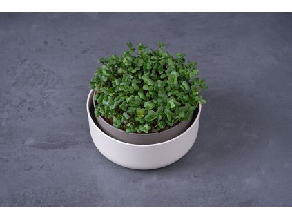homegreens microgreens pro zacatecniky 01