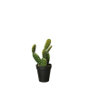 Kaktus indický fík 26 cm ASA Selection