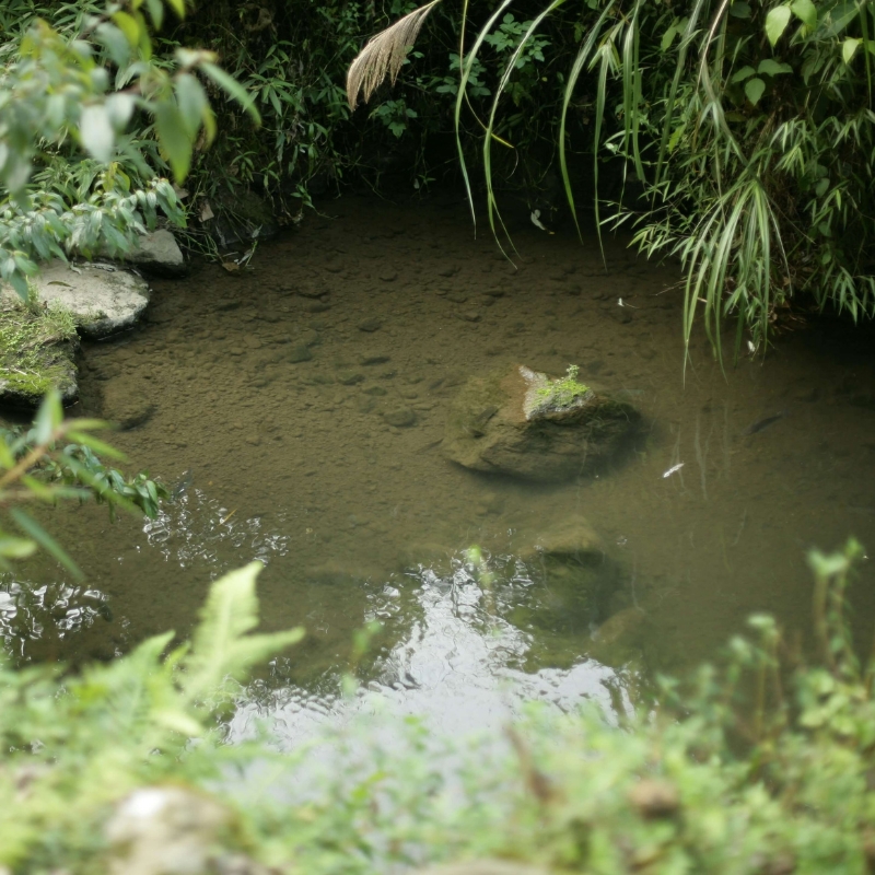 Typy filtračních systémů do jezírka - výhody a nevýhody