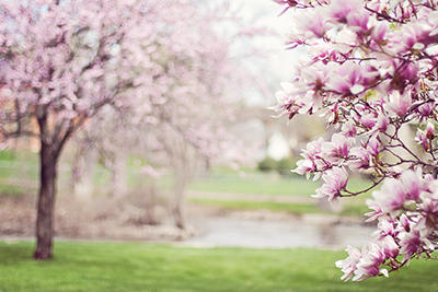 Čisté jezírko na jaře: 3 kroky k dokonalému startu sezóny