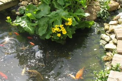 Zakalená voda, řasy v jezírku, pěna na hladině nebo úhyn ryb? Máme řešení